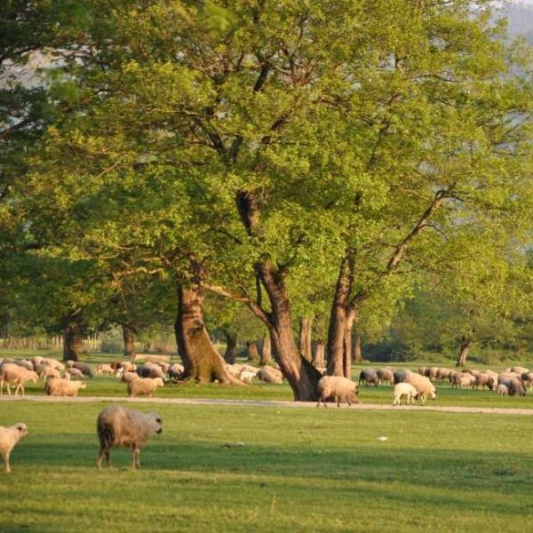 Kültür Park › Gezi Rehberi | Gölyaka | Düzce