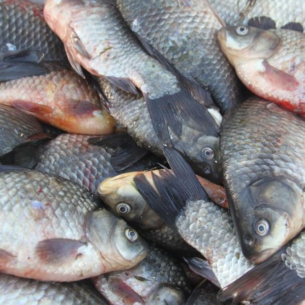 Hüyük Tilapia Balığı › Yöresel Ürünler | Hüyük | Konya