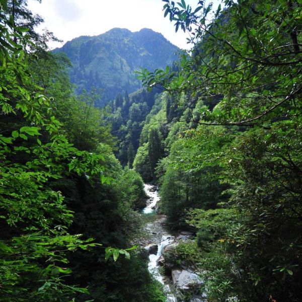 Gürcüdüzü Yaylası › Gezi Rehberi | Fındıklı | Rize