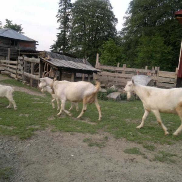 Bölüklü Yayla › Gezi Rehberi | Alaplı | Zonguldak